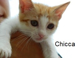 Chicca..