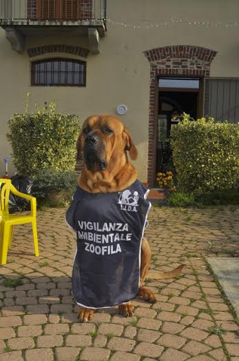 Pitu GZV