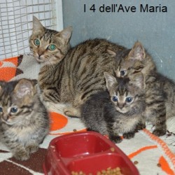 i 4 dell'ave maria..