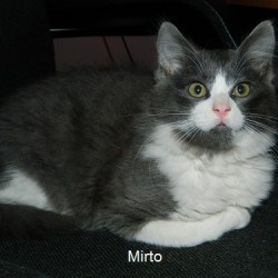 mirto.