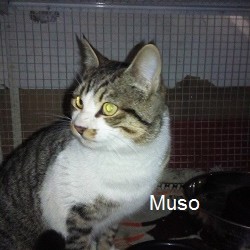 muso..
