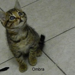 ombra.