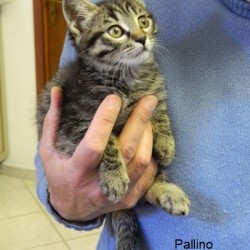 pallino..